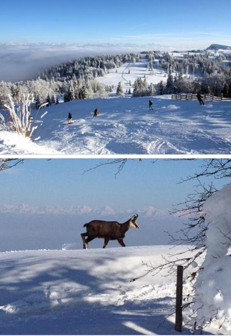 Апартаменти Le Chamois Mont D'Or Метаб'єф Екстер'єр фото